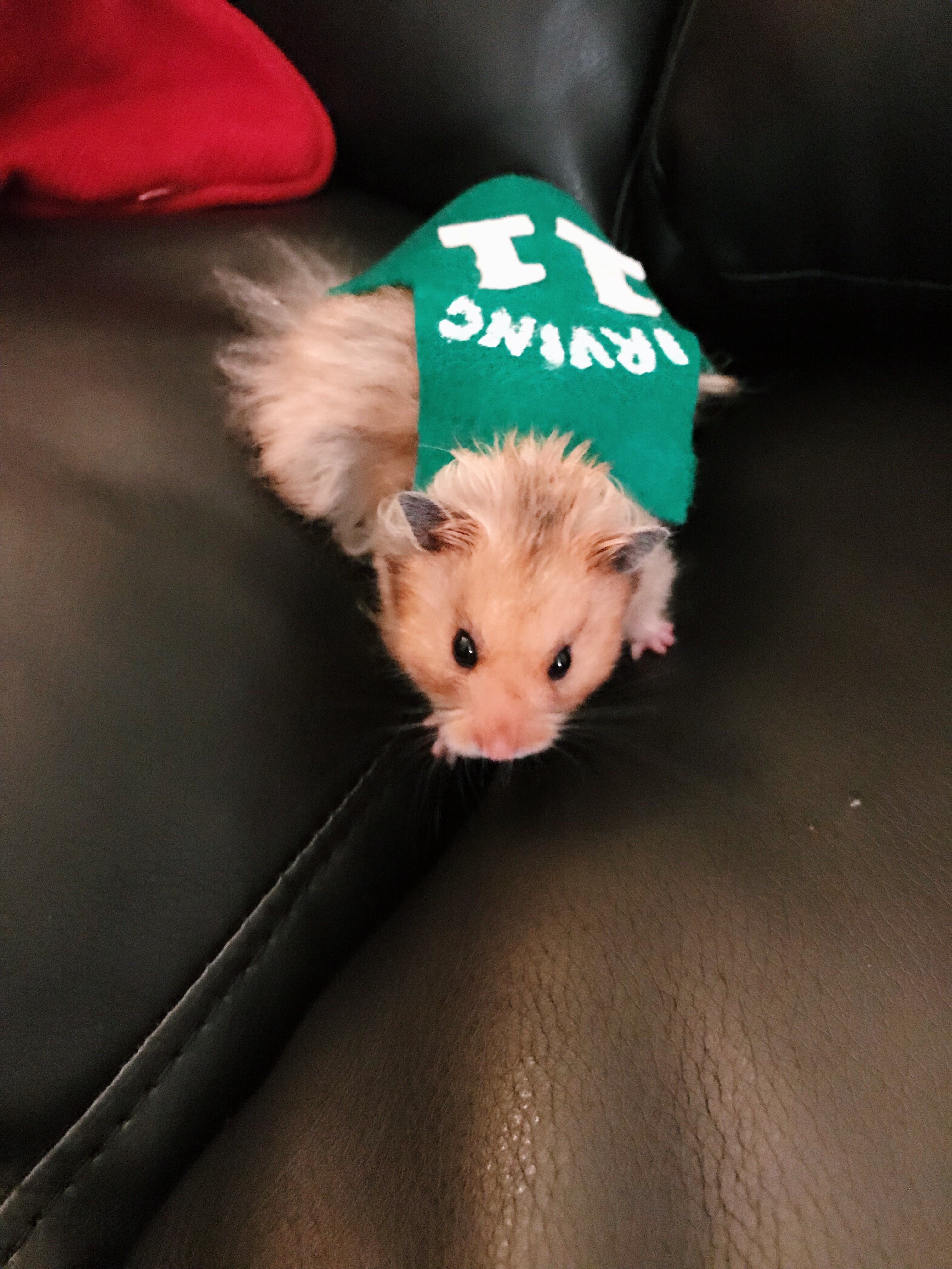 hamster costume