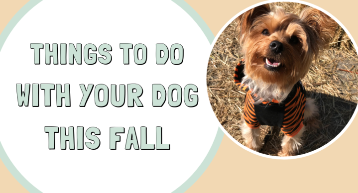 dog-friendly fall activities
